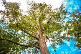 Best Commercial Tree Services  in Oakley, CA