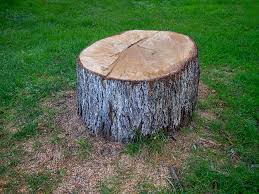 Best Stump Grinding and Removal  in Oakley, CA