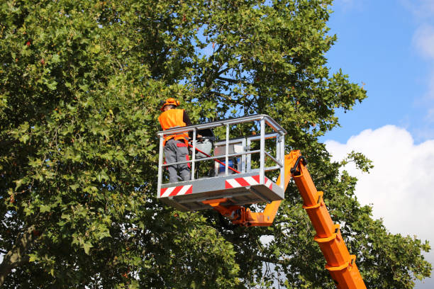 Best Tree Health Inspection  in Oakley, CA