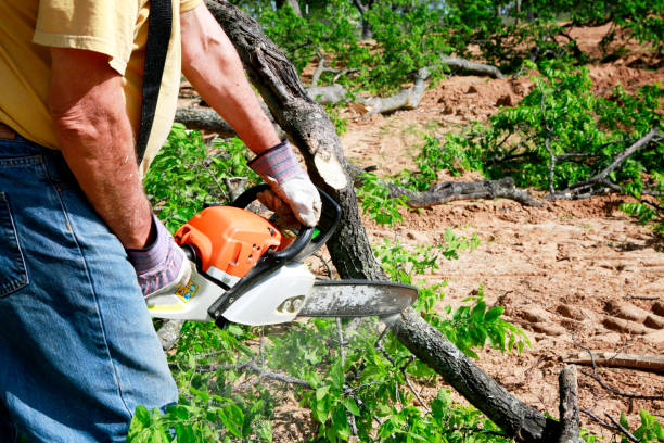 Best Fruit Tree Pruning  in Oakley, CA